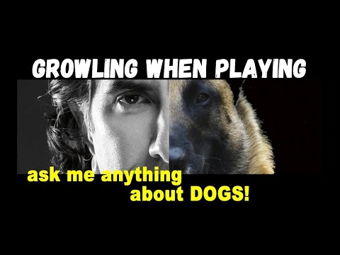Video: Proč Growling je dobrý
