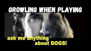 Is Growling When Playing a Sign of Aggression  Robert Cabral Dog Training Video