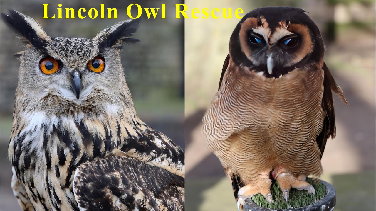 Lincoln Owl Rescue - beautiful owls in Lincoln UK - talking to the Eagle Owl when showing his legs😂