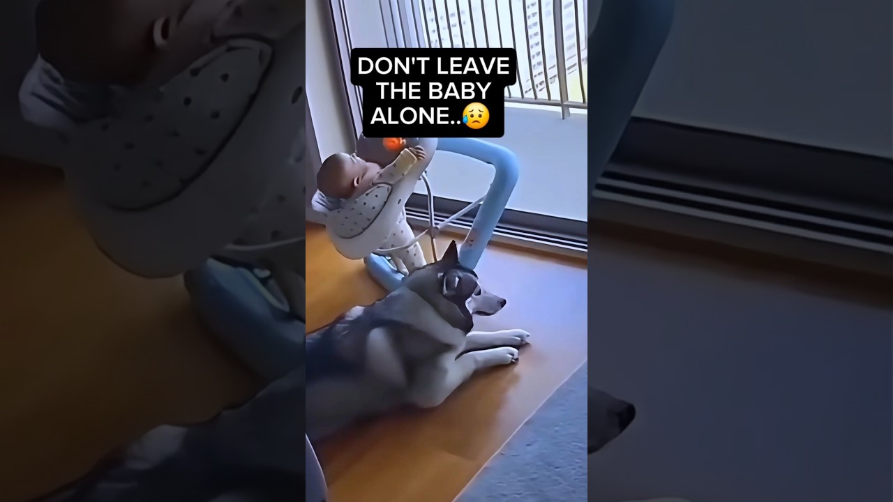 Watch This Dog Save a Baby from a Crashing Glass 