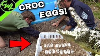 SEARCHING FOR CROC EGGS!!!🐊