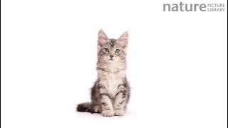 Timelapse of silver tabby Maine Coon cat growing from kitten to adult over a period of 10 months.