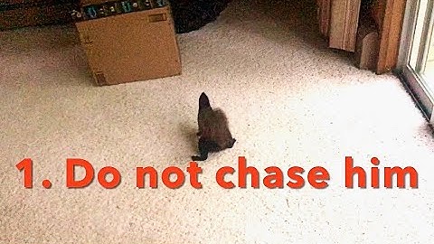 How to get a Squirrel Out of the House