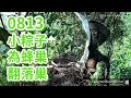 20210813 小粽子為蜂巢翻落巢 - 東方蜂鷹巢位直播 Oriental Honey Buzzard Nest Cam