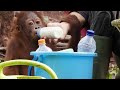 Baby Orangutans Show Off Their Climbing Skills