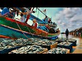 Huge Fish Haul! Traditional Fishermen Unload Their Catch