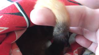 Vet Vlog #5 - Whats in the pouch?