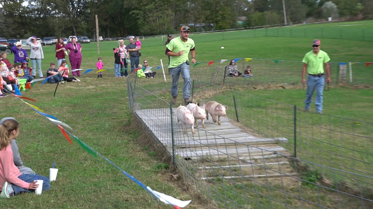 Piglet Race, Granddaddy's Farm Estill Springs TN Oct 27 2017 6 - YouTube