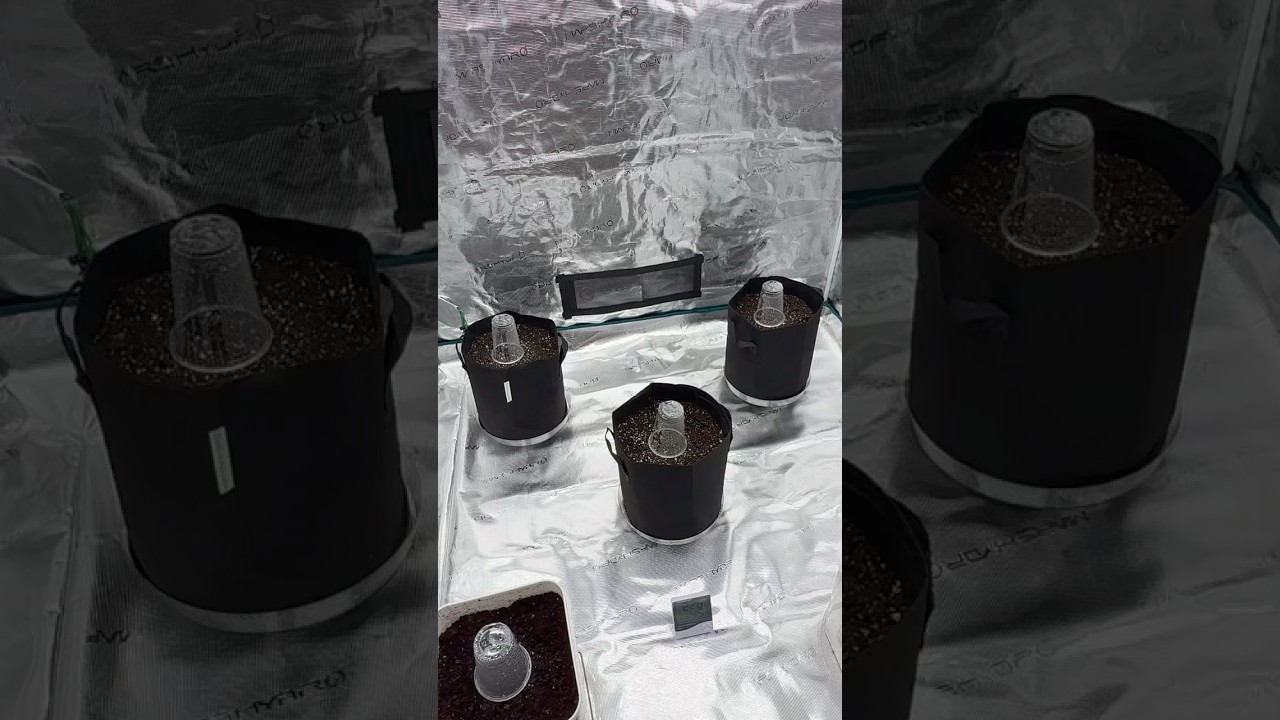 Mars Hydro 5x5 Tent FC-6500 Light with 6 Inch InLine Fan and Exhaust