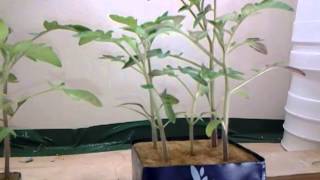 Rockwool Comparison Organic Tomatoes 9
