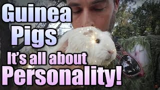 Guinea Pigs: It's All About Personality! Guinea Pig Personality