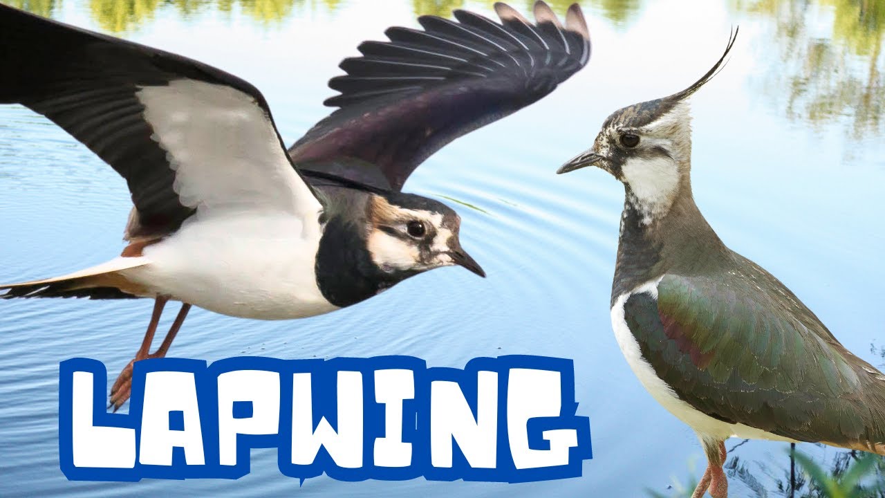 Lapwing Bird Calls: Know What They Mean! (Ultra HD Video) - YouTube