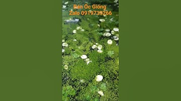 Đây Là Cách Phòng Bệnh, Bổ Xung Khoáng Cho Ốc Con