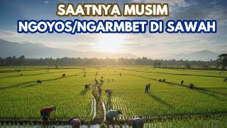 SAAT NYA MUSIM NGOYOS/NGARAMBET