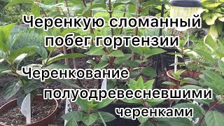 видео: И СНОВА ЧЕРЕНКУЮ ГОРТЕНЗИИ🌱Черенкование метельчатых гортензий полуодревесневшими черенками картинка: И СНОВА ЧЕРЕНКУЮ ГОРТЕНЗИИ🌱Черенкование метельчатых гортензий полуодревесневшими черенками