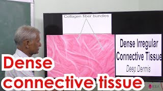 13.Zoology | Tissue level Organisation | Dense connective tissue