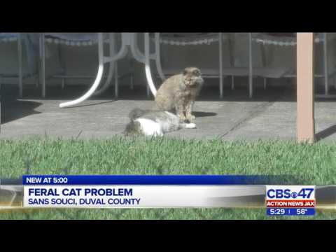 feral cats and fleas