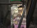 ⑦シナモン文鳥のモコちゃんの面会、お話