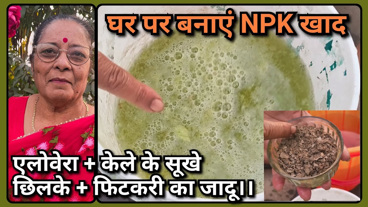 माली नहीं बताएंगे Natural NPK खाद का सीक्रेट | 3 चीजों से पौधे करेंगे जबरदस्त ग्रोथ।। 