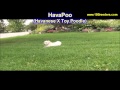 Hava Poo, Puppies, For, Sale, In, Edmond, Oklahoma, OK, Cleveland, Comanche, Canadian, Rogers, Payne Hava Poo, Puppies, For, Sale, In, Edmond, Oklahoma, OK, Cleveland, Comanche, Canadian, Rogers, Payne