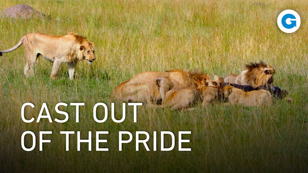 Outcast: Born Into the Wrong Pride (2026)