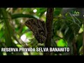 Reserva privada Selva bananito - TvAgro por Juan Gonzalo Angel Restrepo