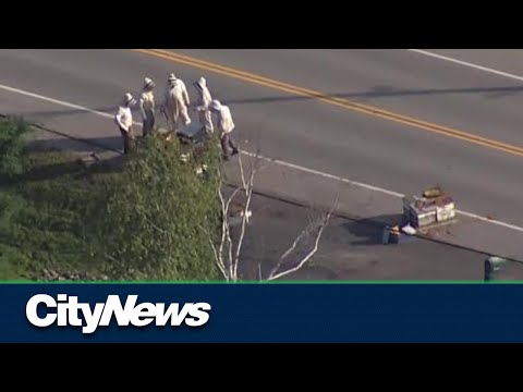 Beekeepers called in after truck carrying five million bees overturns in Burlington