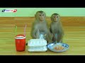 Obedient Baby Monkey | Adorable Kako And Luna Eat Stir Fried Short Noodle With Egg