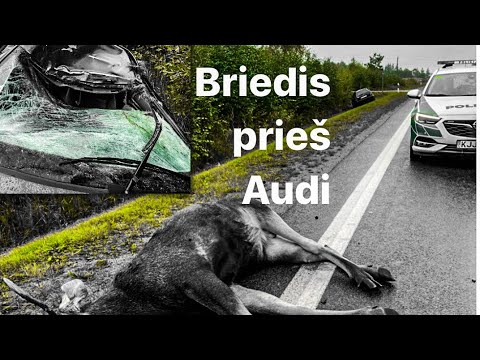 Video: Briedžio Ir Karibu Skirtumas