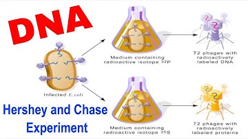 DNA as Genetic Material: Hershey and Chase Experiment (Animation)