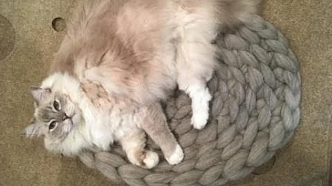 Cozy Up Your Cat with the Super Chunky Crochet Cat Mat