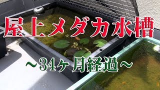 屋上メダカ水槽～34ヶ月経過～