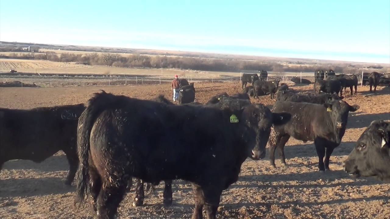 Anderson Livestock LLC, Arapahoe, Nebraska YouTube