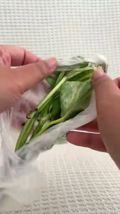 Unboxing plants delivery