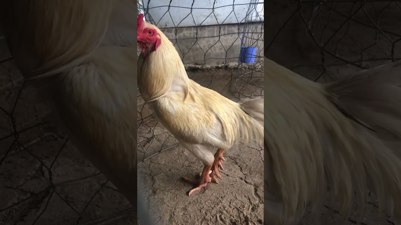 Bướm thái VIP chất lượng tay đẹp nhanh tốc độ 