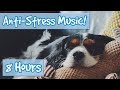 Have the Most Relaxed Dog! Relaxing Music for Easily Stressed Dogs, Nervous Dogs. Help Dogs Sleep!