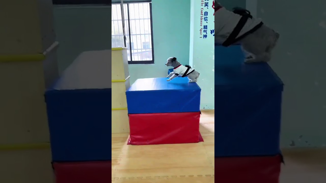Brave dogs enjoy delicacy first #shorts #funny #cute #animals #pets #puppy