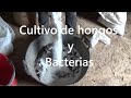 CULTIVO BIOLÓGICO DE BACTERIAS PARA HUERTOS