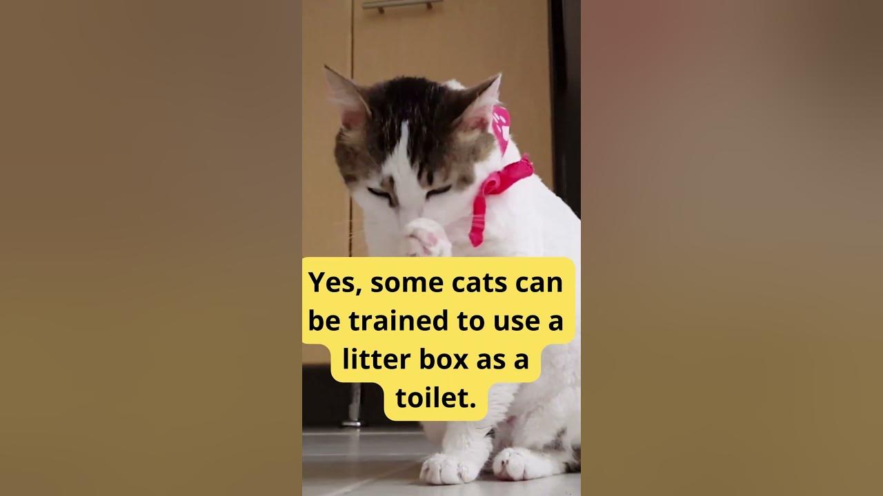 Can cats be trained to use the toilet? cat cats_playing cats