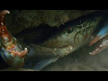 Big crab!! トゲノコギリガザミらしき奴、でかすぎっ!!