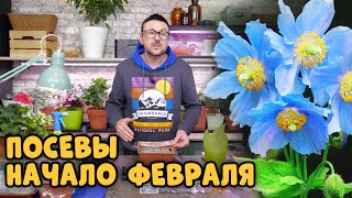 Что посеять в начале февраля? Календарь дачника