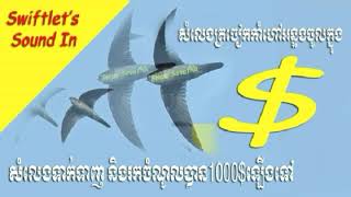 #សំលេងត្រចៀកកាំហៅអន្ទងខាងក្នុង Swiftlets Sound In