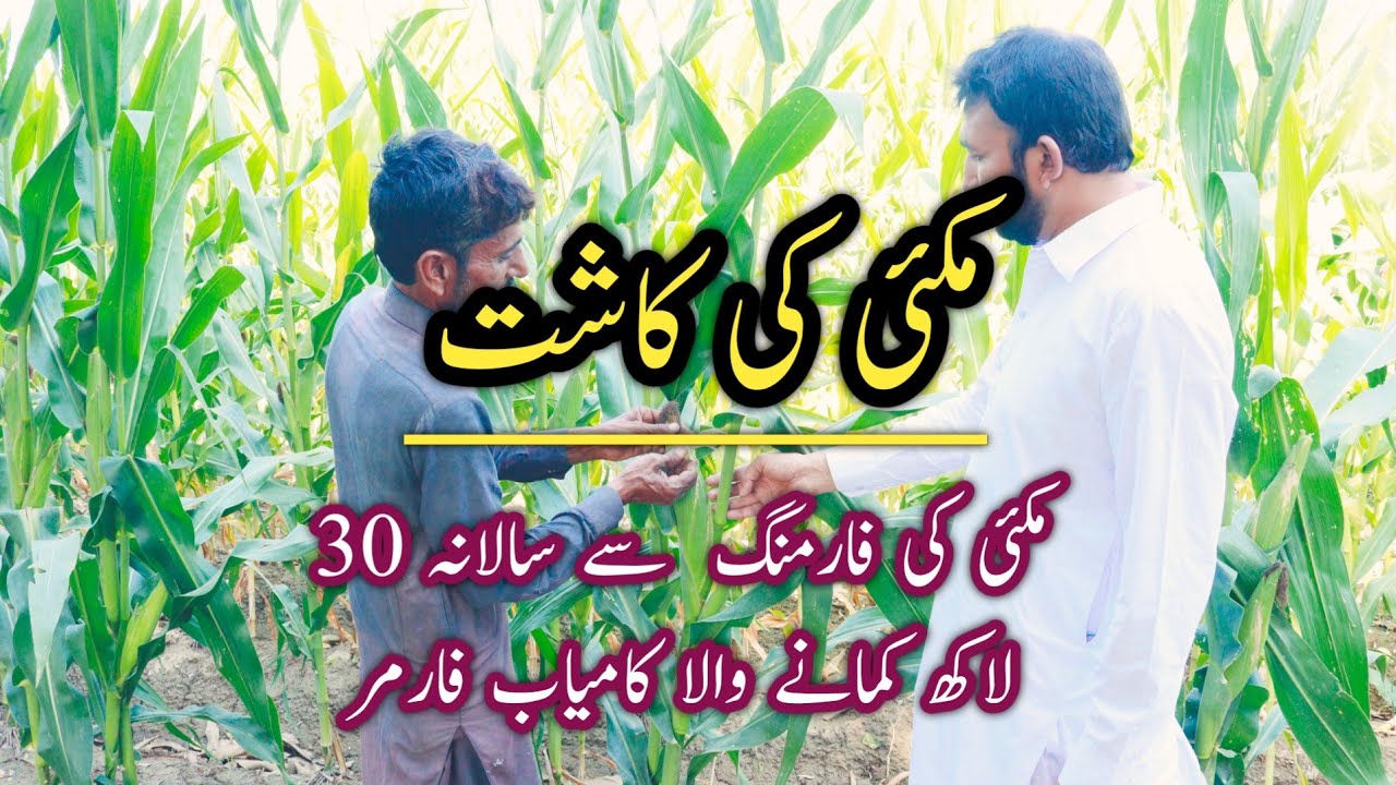 Maize Farming in Pakistan | Corn Cultivation  | Makai ke kasht | Village Life with Safdar