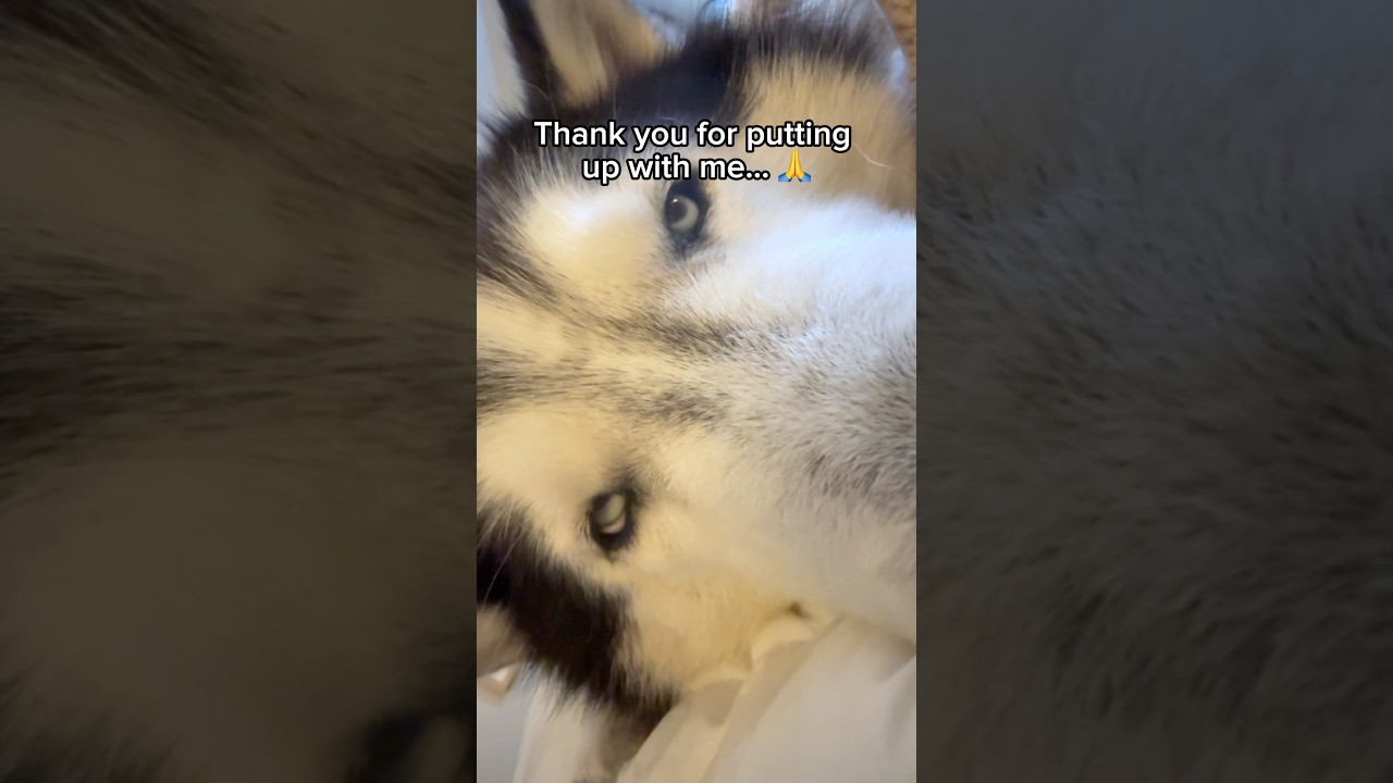 “This family makes me want to murder people.” - Archer, probably. 🐺🐽🙄 #siberianderpskies #husky