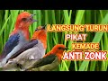 pikat kemade || pikat cabe-cabean anti zonk,hasil melimpah