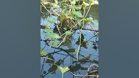 Câu cá lóc bằng vịt p1