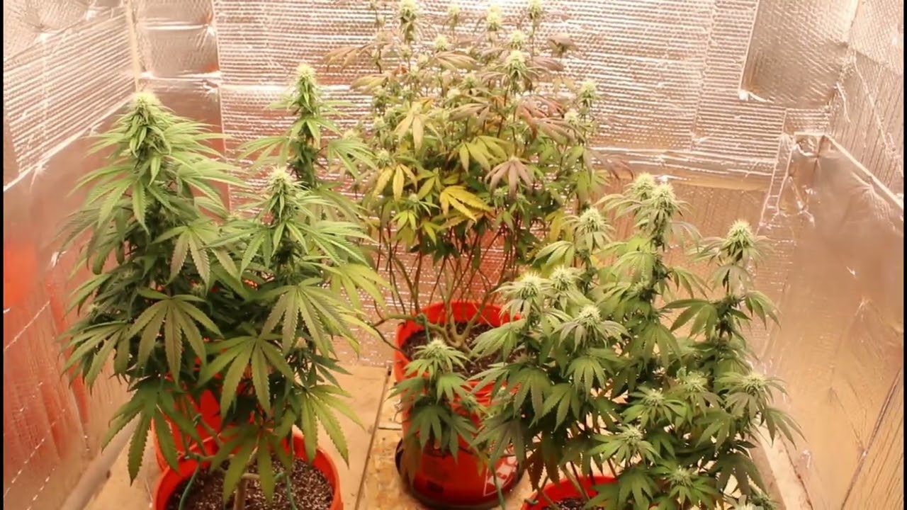 Week 4 Of Flower (Fixed 1 Problem)