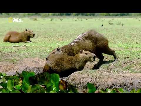 Удивительный, животный мир - жизнь на экваторе. Документальный фильм. 'National Geographic'