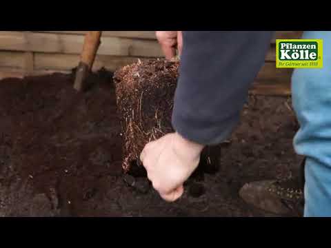 Video: Kwanzan-Kirschbaumpflege: Wie man einen Kwanzan-Kirschbaum züchtet
