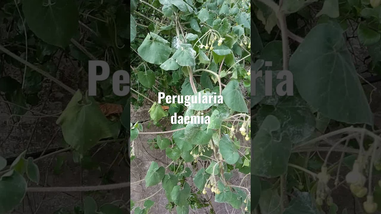 #Perugularia